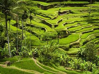 발리의 계단식 논 수박(Subak)