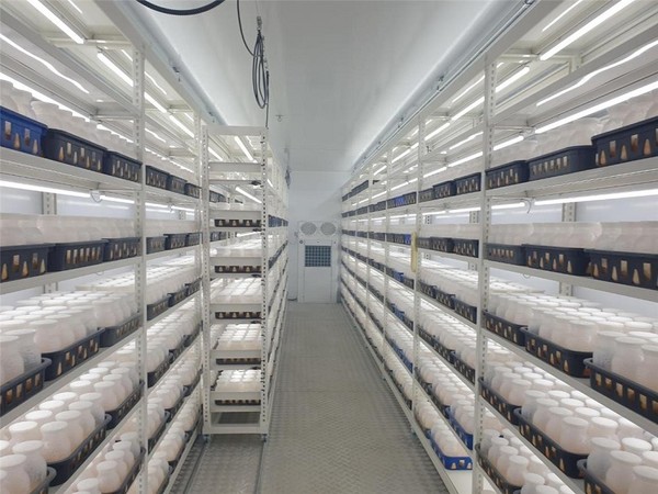 ◇부산경상대학교 스마트팜 센터 내 인삼재배실(사진:부산시)