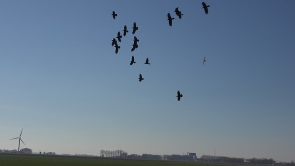  * 로봇매가 새떼를 쫓고 있는 모습