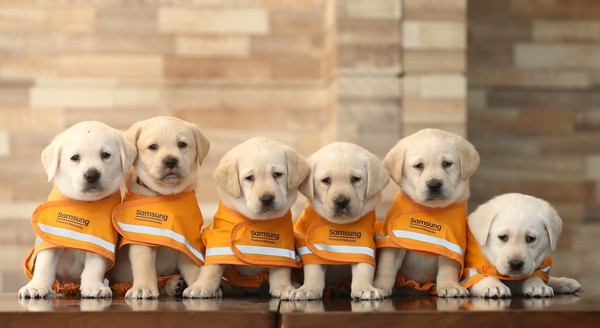 예비 안내결들의 모습