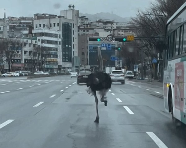 26일 오전 성남 중원구 도로를 활보하는 타조. /인스타그램 'namhwi'