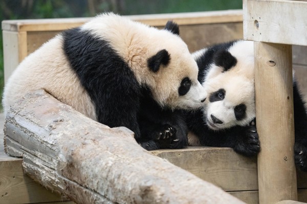 에버랜드, 쌍둥이 판다 공개 100일 맞아 근황 공개