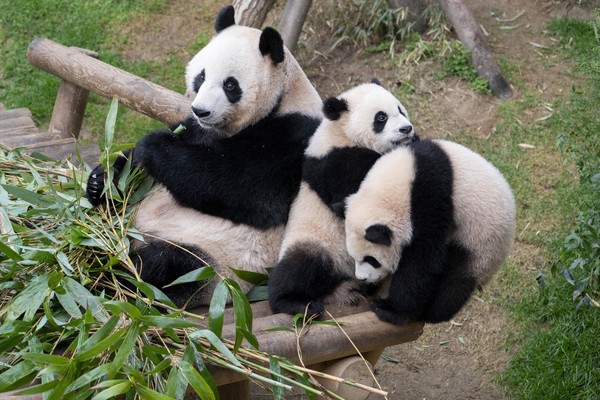쌍둥이 판다 루이바오, 후이바오와 엄마 아이바오 등 에버랜드 판다 가족