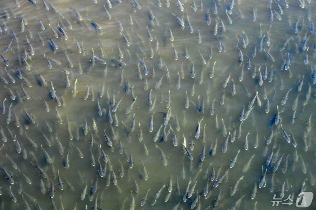 30일 오전 경북 포항시 남구 연일읍 형산강에서 숭어 떼가 산란을 위해 상류로 이동하고 있다. 2024.4.30/뉴스1 ⓒ News1 최창호 기자