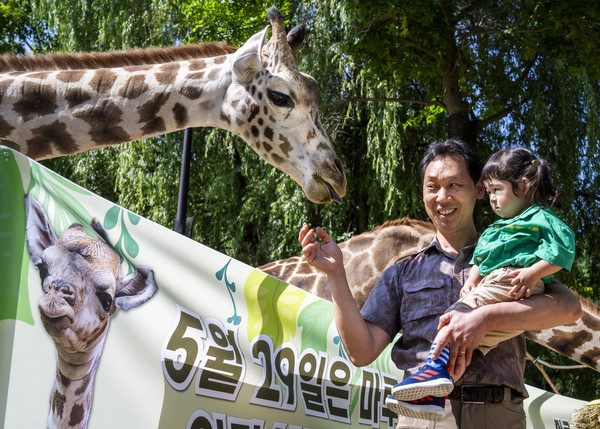 첫 생일 맞은 에버랜드 아기 기린 마루