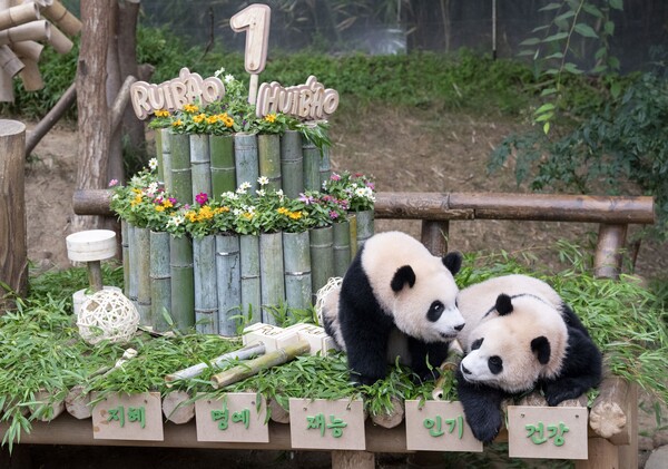 7일 첫 생일을 맞은 에버랜드 쌍둥이 판다 루이바오(좌), 후이바오(우)