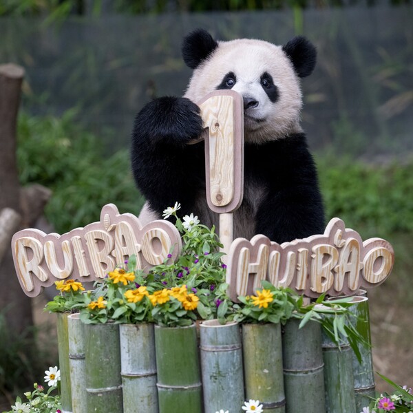 7일 첫 생일을 맞은 에버랜드 쌍둥이 판다 자매_동생 후이바오