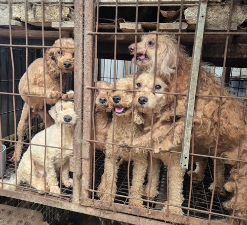 부산 불법 번식장에서 구출 직전의 유기견들 [사진 제공 : 한국반려동물영양연구소]