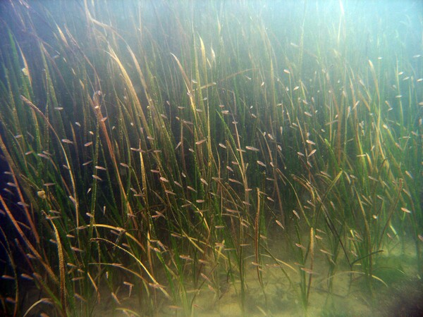 잘피 [출처: KB국민은행]